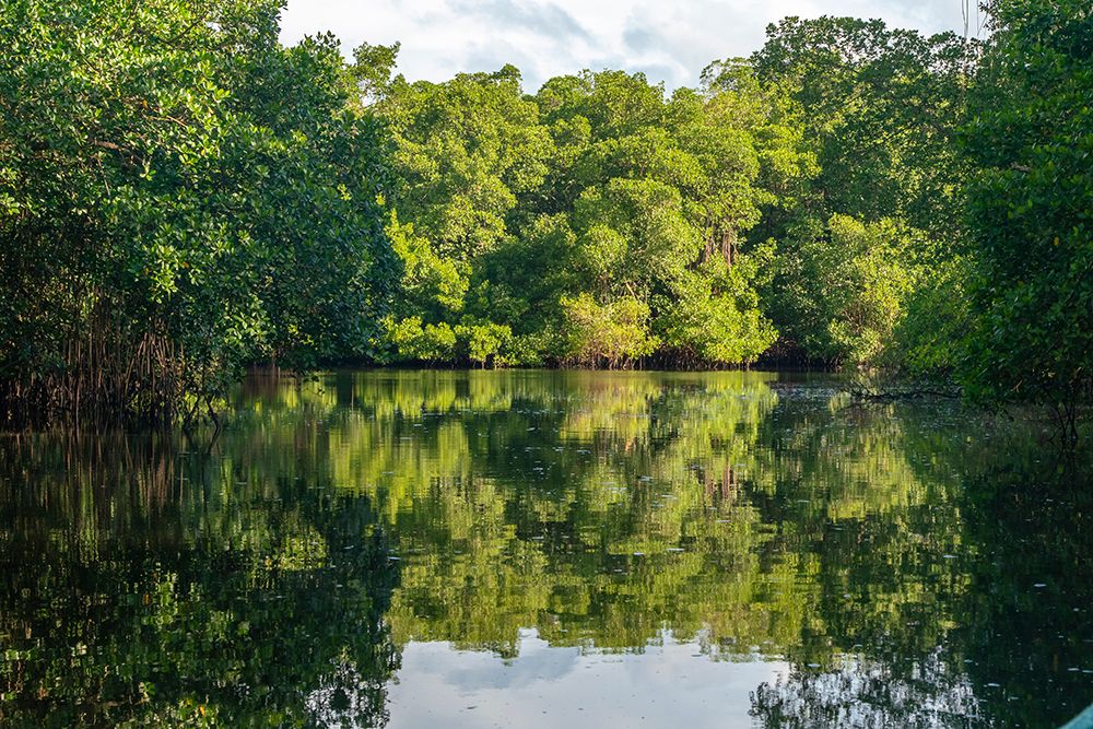 Trinidad-Caroni Swamp. Landscape with swamp and mangrove trees. art print by Jaynes Gallery for $57.95 CAD