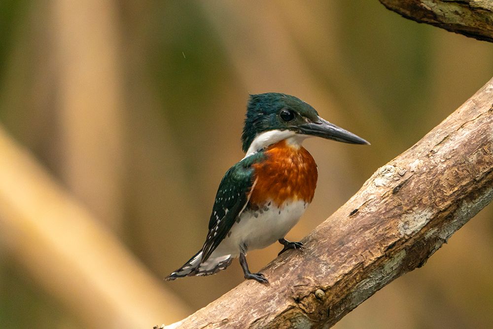 Trinidad-Caroni Swamp. Green kingfisher bird close-up. art print by Jaynes Gallery for $57.95 CAD