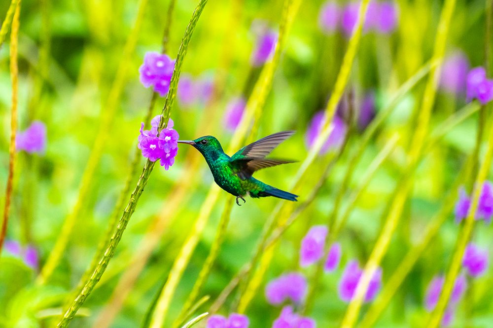 Trinidad. Blue-chinned sapphire hummingbird feeding on vervain flowers. art print by Jaynes Gallery for $57.95 CAD
