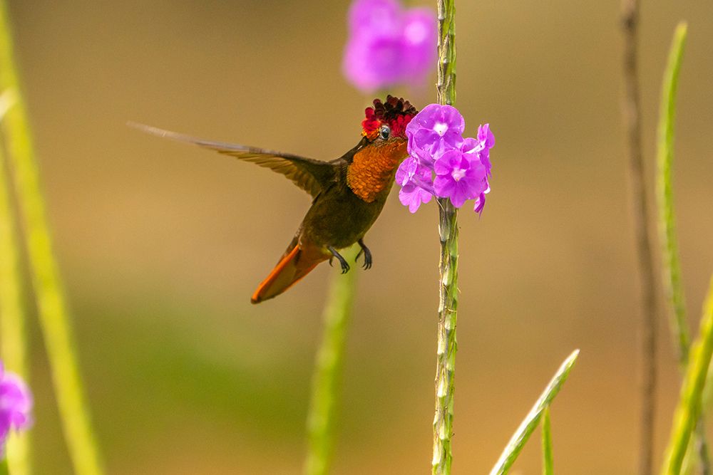 Trinidad. Ruby topaz hummingbird feeding on vervain flowers. art print by Jaynes Gallery for $57.95 CAD