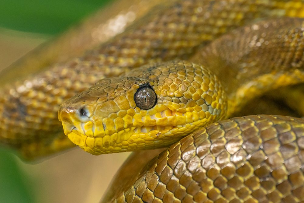 Trinidad-Caroni Swamp. Cooks tree boa close-up. art print by Jaynes Gallery for $57.95 CAD