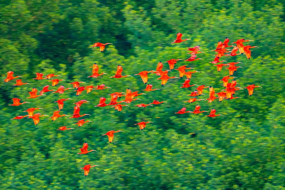 Trinidad-Caroni Swamp. Scarlet ibis birds in flight. art print by Jaynes Gallery for $57.95 CAD