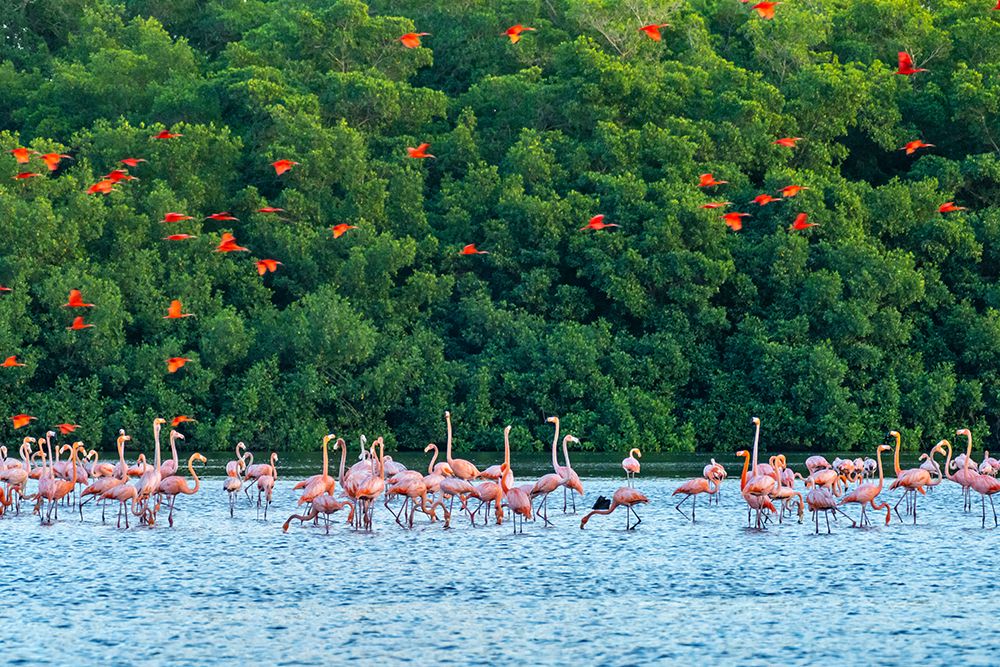 Trinidad-Caroni Swamp. Scarlet ibis birds flying over American flamingos. art print by Jaynes Gallery for $57.95 CAD