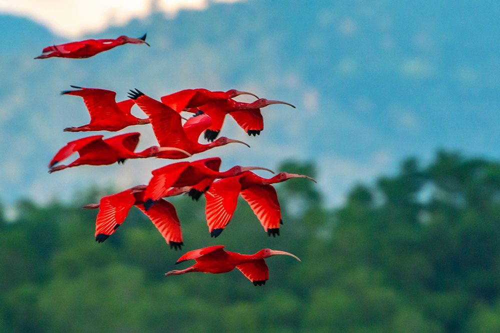 Trinidad-Caroni Swamp. Scarlet ibis birds in flight. art print by Jaynes Gallery for $57.95 CAD