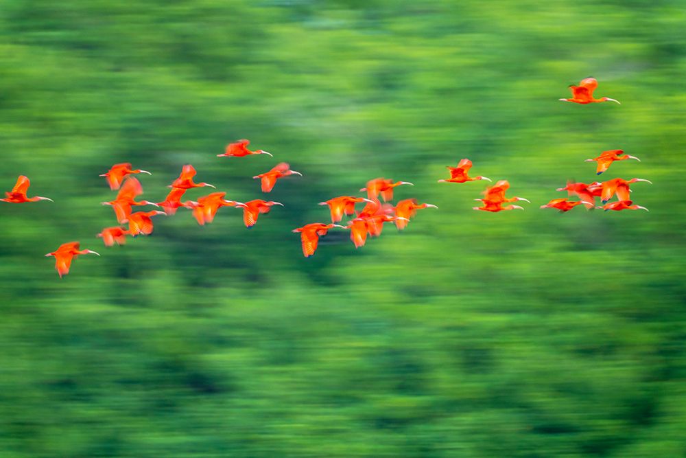 Trinidad-Caroni Swamp. Scarlet ibis birds in flight. art print by Jaynes Gallery for $57.95 CAD