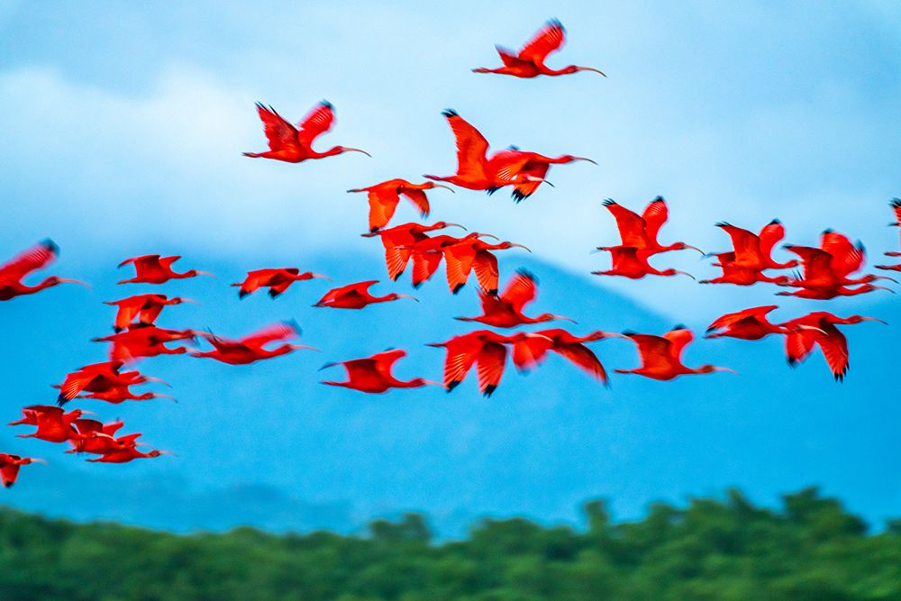 Trinidad-Caroni Swamp. Scarlet ibis birds in flight. art print by Jaynes Gallery for $57.95 CAD