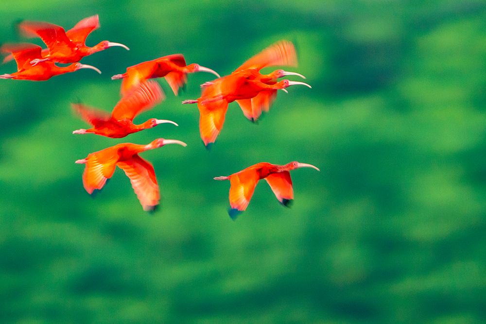 Trinidad-Caroni Swamp. Scarlet ibis birds in flight. art print by Jaynes Gallery for $57.95 CAD