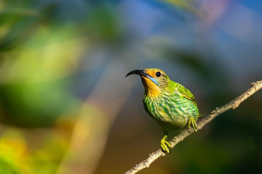 Trinidad. Purple honeycreeper female in Yerette hummingbird refuge. art print by Jaynes Gallery for $57.95 CAD