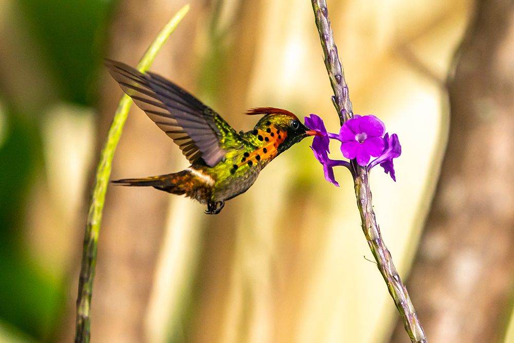 Trinidad. Tufted coquette hummingbird feeding on vervain flower. art print by Jaynes Gallery for $57.95 CAD