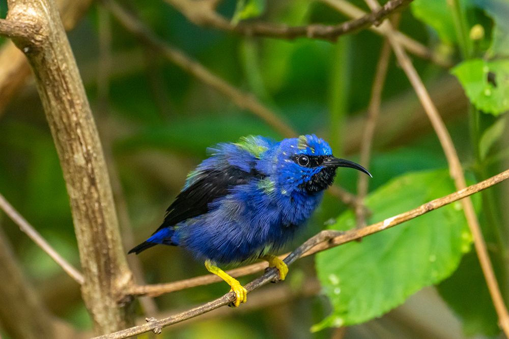 Trinidad. Purple honeycreeper male in Yerette refuge. art print by Jaynes Gallery for $57.95 CAD