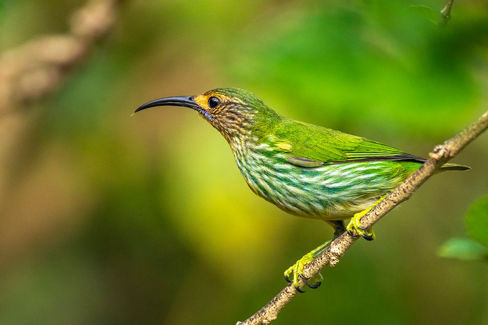 Trinidad. Purple honeycreeper female in Yerette refuge. art print by Jaynes Gallery for $57.95 CAD