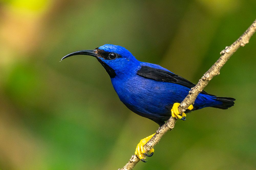 Trinidad. Purple honeycreeper male in Yerette refuge. art print by Jaynes Gallery for $57.95 CAD