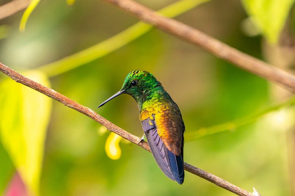 Trinidad. Copper-rumped hummingbird in Yerette refuge. art print by Jaynes Gallery for $57.95 CAD