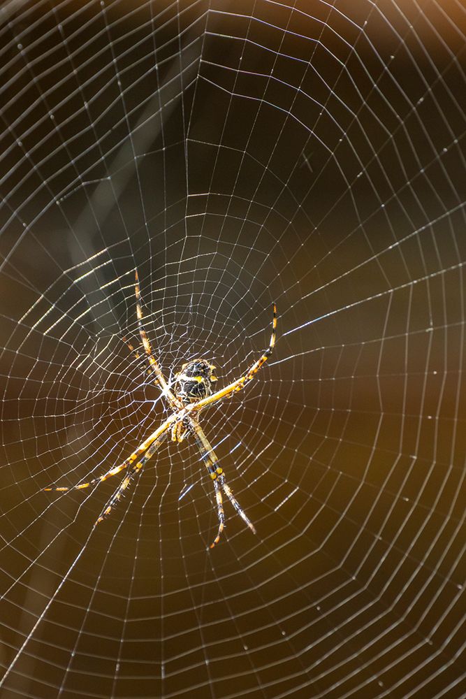 Trinidad. Orb weaver spider and web in Yerette. art print by Jaynes Gallery for $57.95 CAD