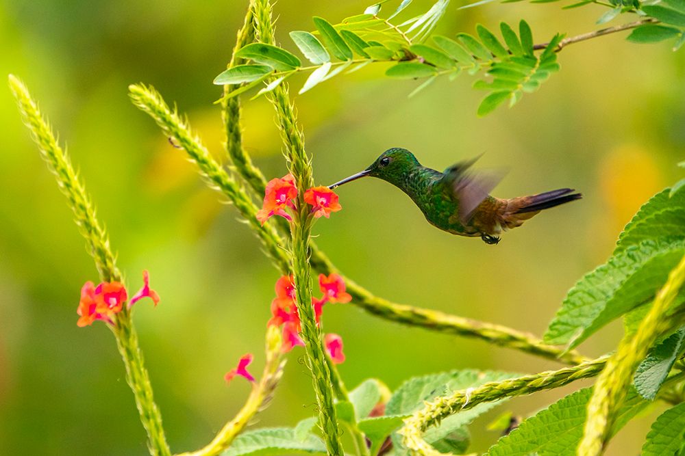 Trinidad. Copper-rumped hummingbird feeding on flowers. art print by Jaynes Gallery for $57.95 CAD