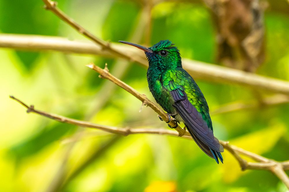 Trinidad. Blue-chinned sapphire hummingbird in Yerette refuge. art print by Jaynes Gallery for $57.95 CAD