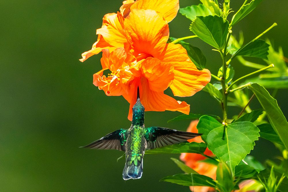 Trinidad. White-necked Jacobin hummingbird feeding on hibiscus flower. art print by Jaynes Gallery for $57.95 CAD