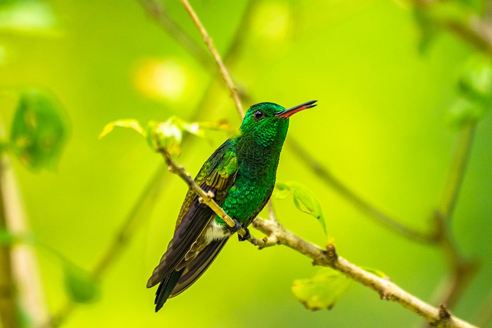 Trinidad. Copper-rumped hummingbird in Yerette refuge. art print by Jaynes Gallery for $57.95 CAD