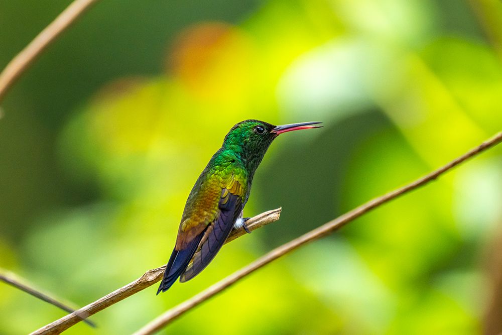 Trinidad. Copper-rumped hummingbird in Yerette refuge. art print by Jaynes Gallery for $57.95 CAD