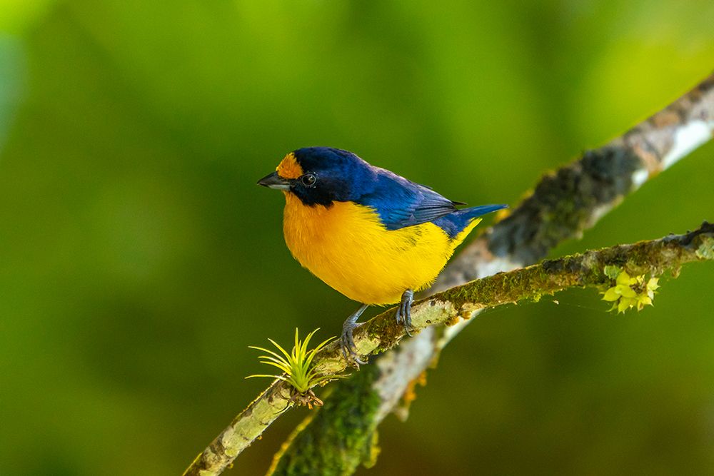 Trinidad. Violaceous euphonia bird close-up. art print by Jaynes Gallery for $57.95 CAD