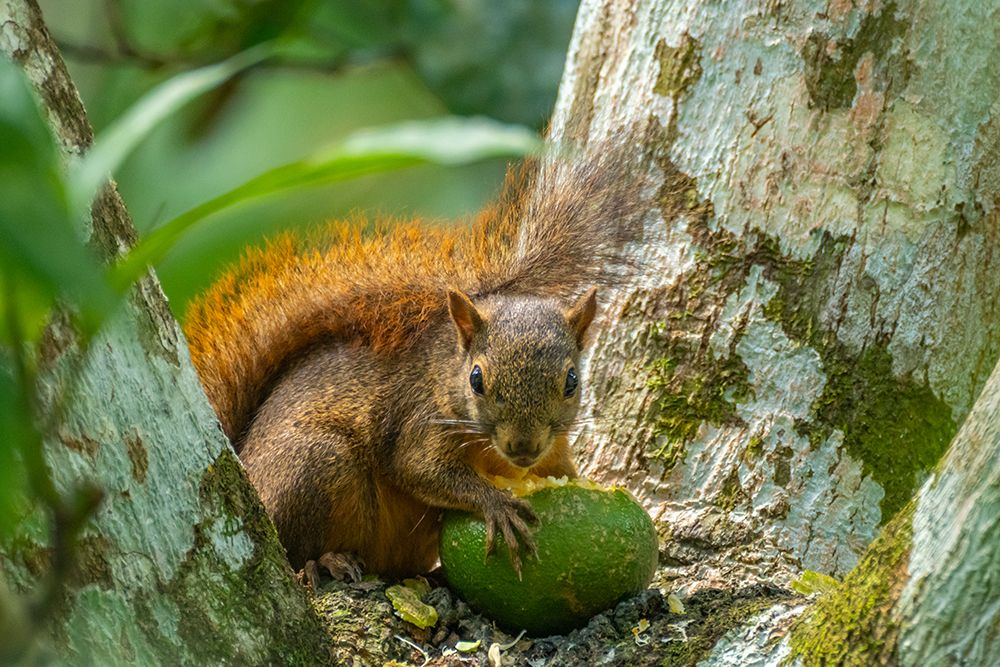 Trinidad. Close-up of red-tailed squirrel in tree eating fruit. art print by Jaynes Gallery for $57.95 CAD