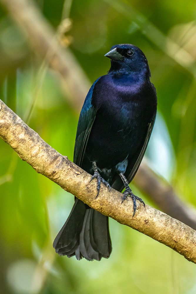 Trinidad. Close-up of shiny cowbird on limb. art print by Jaynes Gallery for $57.95 CAD