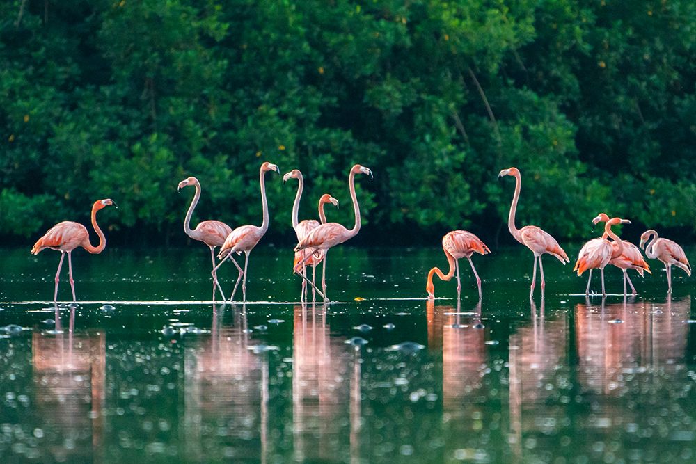 Trinidad-Caroni Swamp. American flamingos feeding. art print by Jaynes Gallery for $57.95 CAD