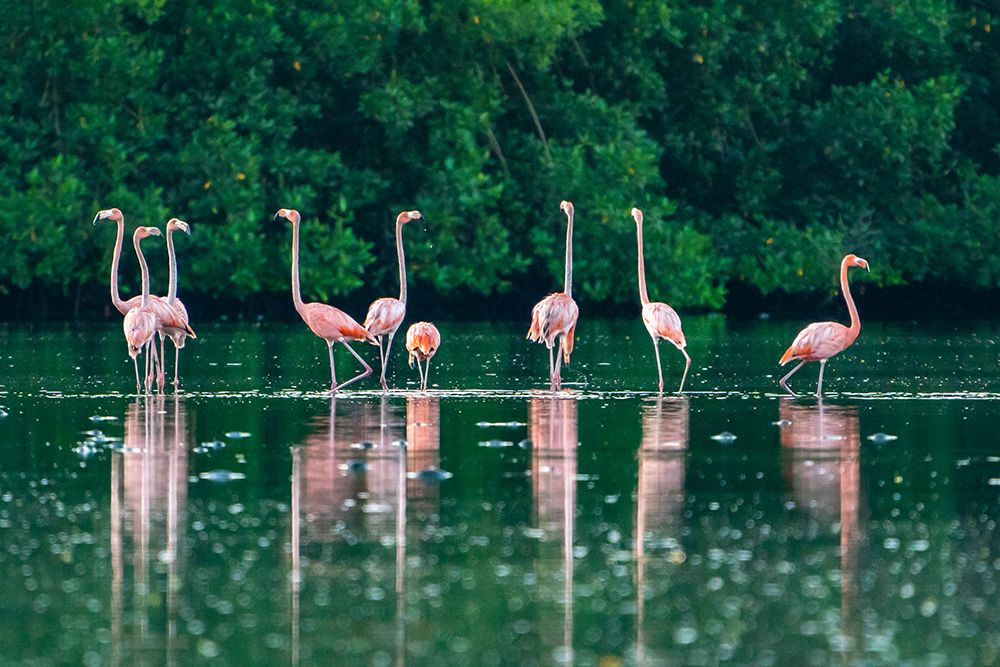 Trinidad-Caroni Swamp. American flamingos feeding. art print by Jaynes Gallery for $57.95 CAD