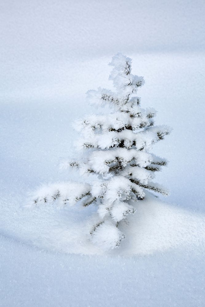 Canada-Alberta-Jasper National Park-Tiny-snow-covered fir tree art print by Ann Collins for $57.95 CAD