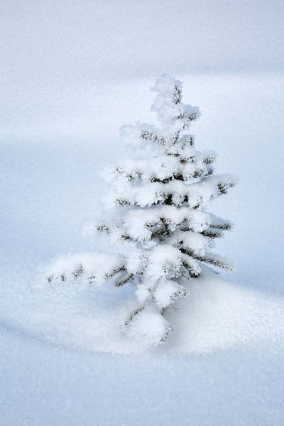 Alberta Art prints and posters