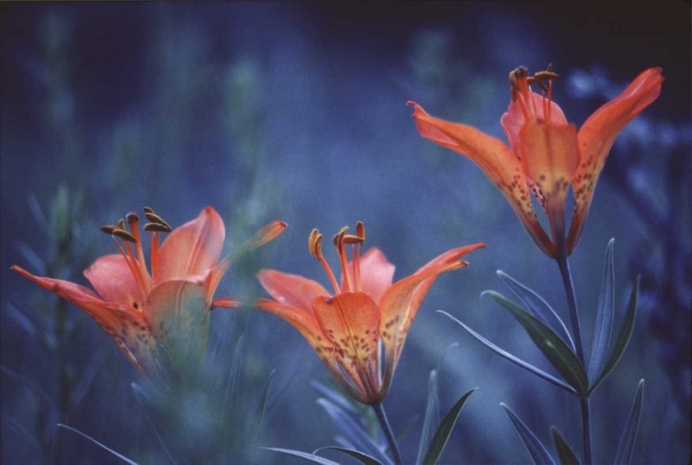 Canada, Alberta, Jasper NP Wood lilies at dusk art print by Gilles Delisle for $57.95 CAD