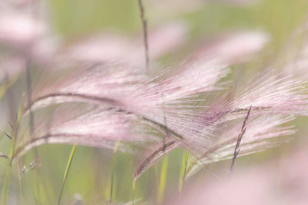 Canada, Alberta, Peter Loughheed PP Grass seeds art print by Don Paulson for $57.95 CAD