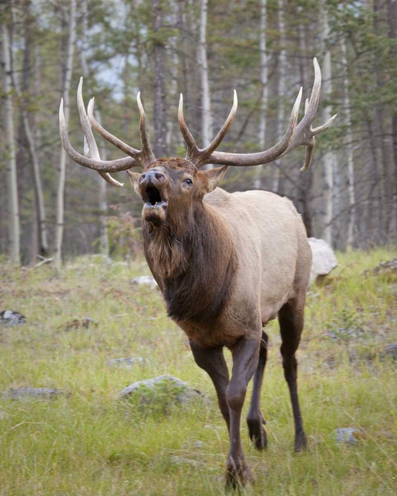 Canada, Alberta, Jasper NP Bull elk bugling art print by Don Paulson for $57.95 CAD