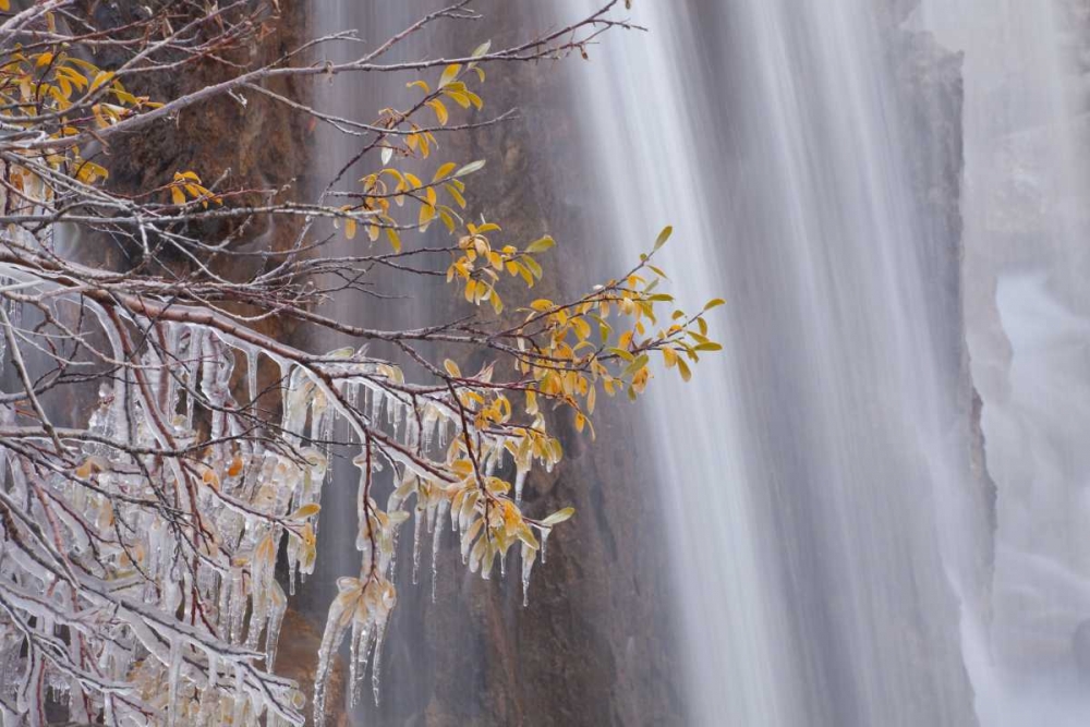 Canada, Jasper NP Ice on tree at Tangle Falls art print by Don Paulson for $57.95 CAD