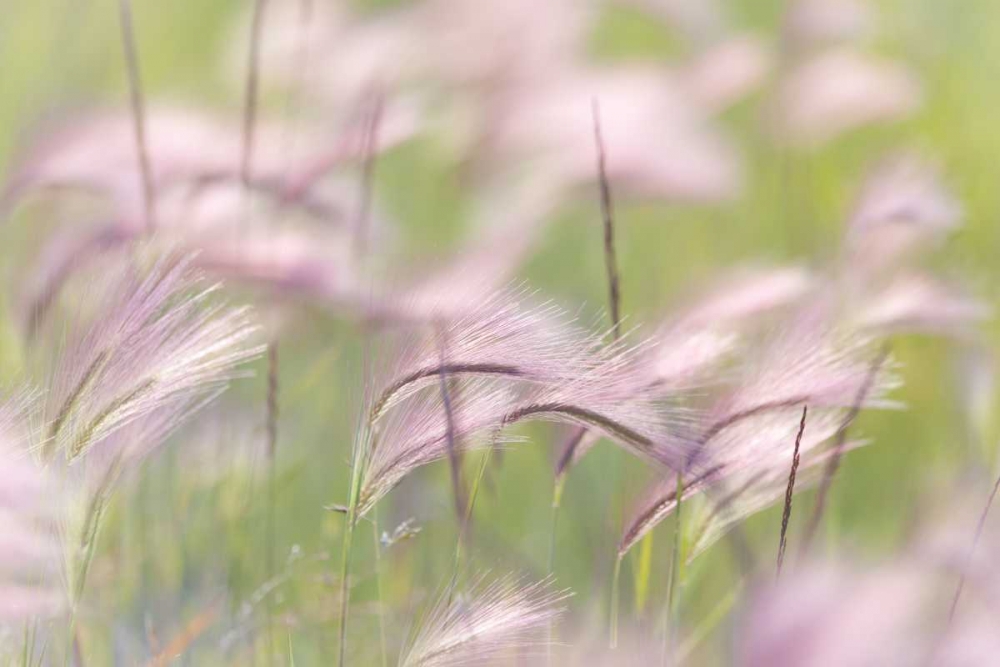Canada, Alberta Grass seedheads in the wind art print by Don Paulson for $57.95 CAD
