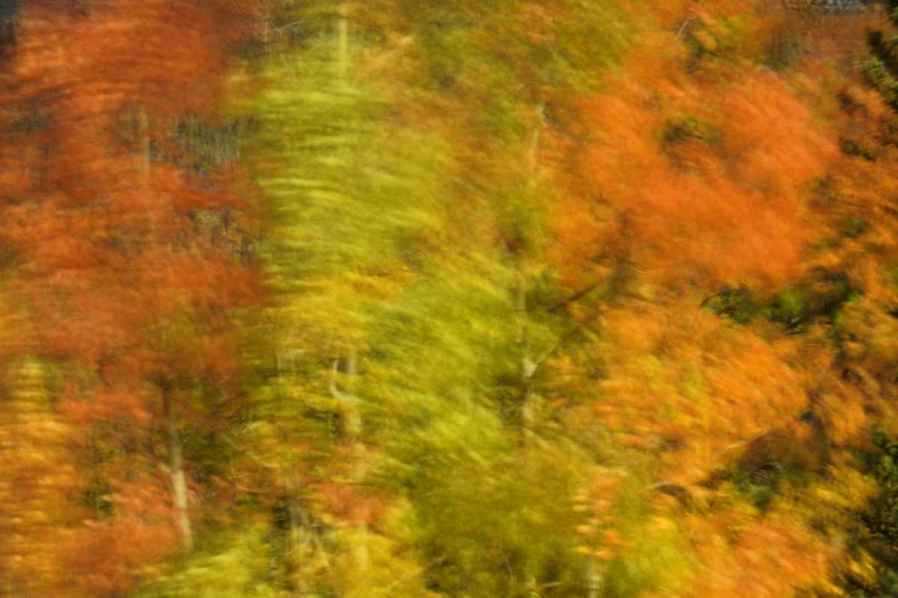 Canada, Alberta, Banff NP Wind-blown poplars art print by Mike Grandmaison for $57.95 CAD