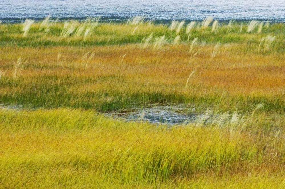 Canada, Alberta, Jasper NP Grasses in a wetland art print by Mike Grandmaison for $57.95 CAD