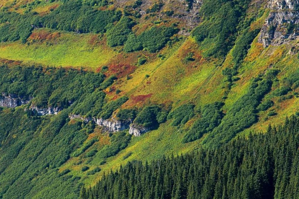Canada, Waterton Lakes NP Alpine vegetation art print by Mike Grandmaison for $57.95 CAD