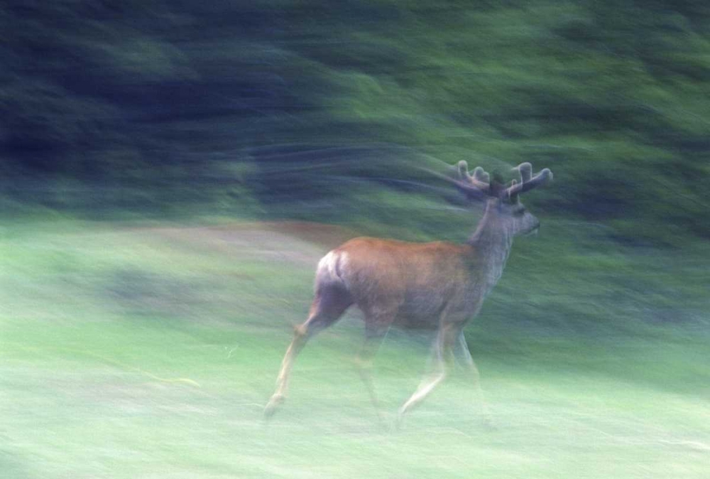 Canada, Alberta, Jasper NP Mule deer running art print by Gilles Delisle for $57.95 CAD