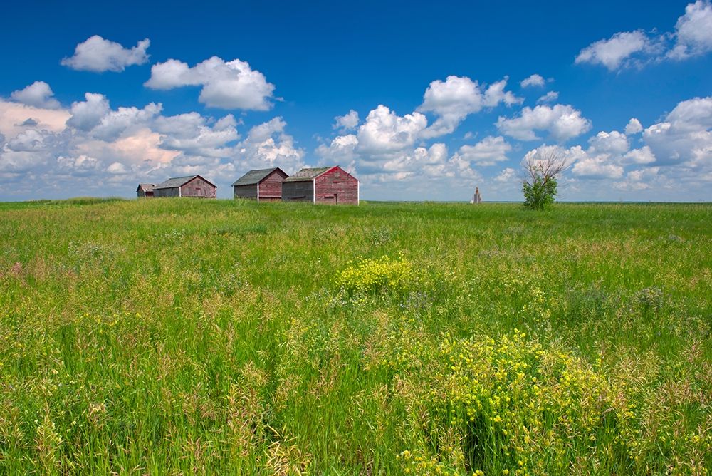 Canada-Alberta-Oyen Granaries in field of grass art print by Jaynes Gallery for $57.95 CAD