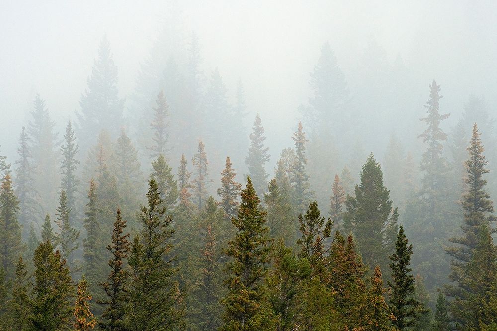 Canada-Alberta-Banff National Park Bow Valley forest in fog art print by Jaynes Gallery for $57.95 CAD