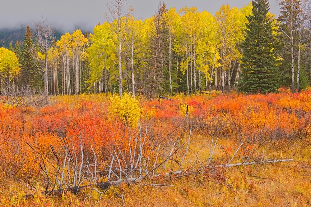 Canada-Alberta-Banff National Park Bow Valley in autumn colors art print by Jaynes Gallery for $57.95 CAD