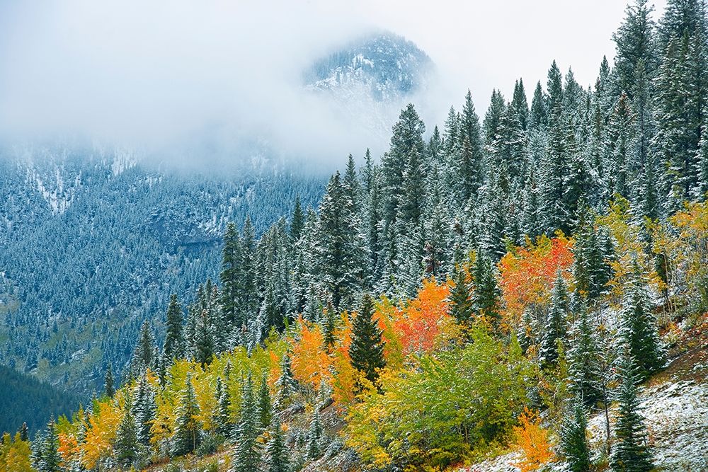 Canada-Alberta Fog in Canadian Rocky Mountains art print by Jaynes Gallery for $57.95 CAD