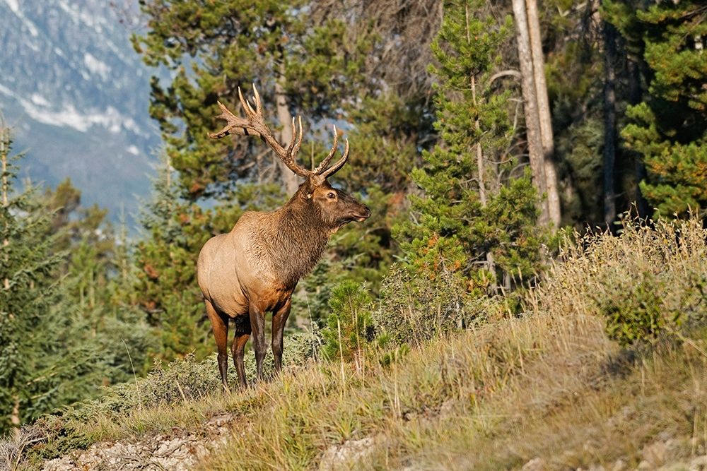 Canada-Alberta-Jasper National Park Bull elk on mountain art print by Jaynes Gallery for $57.95 CAD