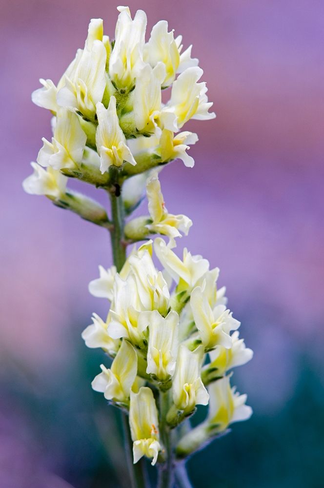 Canada-Alberta-Jasper National Park White and yellow locoweed blossoms art print by Jaynes Gallery for $57.95 CAD