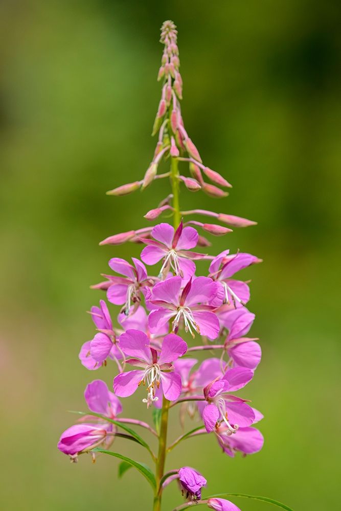 Canada-Alberta-Banff National Park Pink fireweed flowers close-up art print by Jaynes Gallery for $57.95 CAD