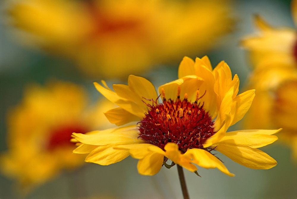 Canada-Alberta-Jasper National Park Brown-eyed Susan flower close-up art print by Jaynes Gallery for $57.95 CAD
