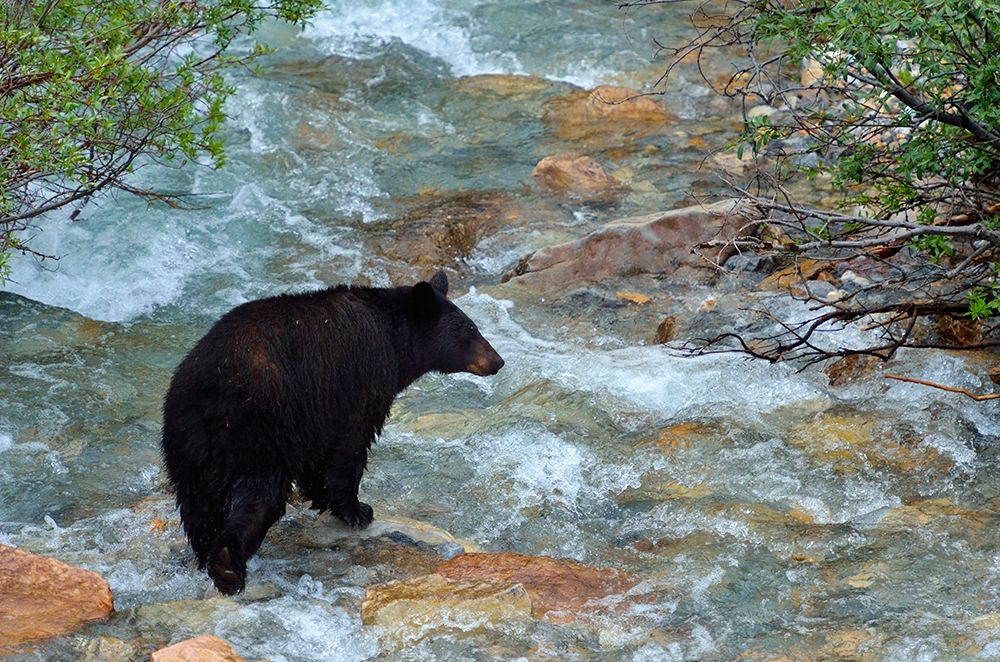 Canada-Alberta-Banff National Park American black bear sow crossing creek art print by Jaynes Gallery for $57.95 CAD