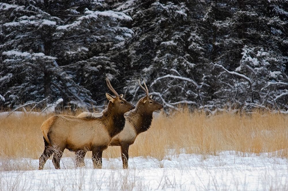 Canada-Alberta-Banff National Park Female elks in snowy field art print by Jaynes Gallery for $57.95 CAD