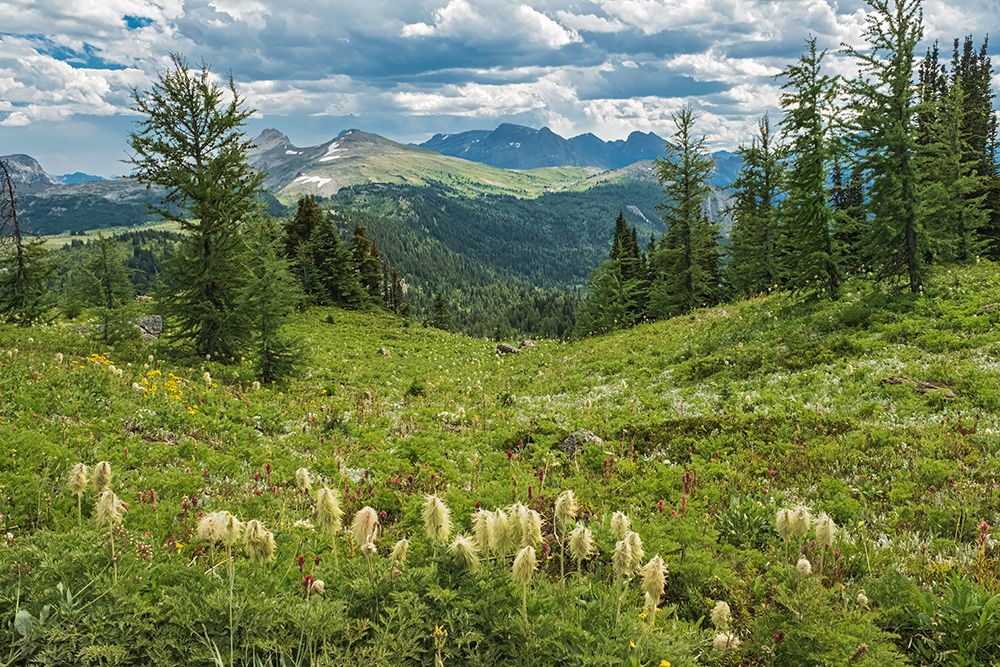 Canada-Alberta-Banff NP Mountain landscape and western anemone plants in Banff Sunshine Meadows art print by Jaynes Gallery for $57.95 CAD